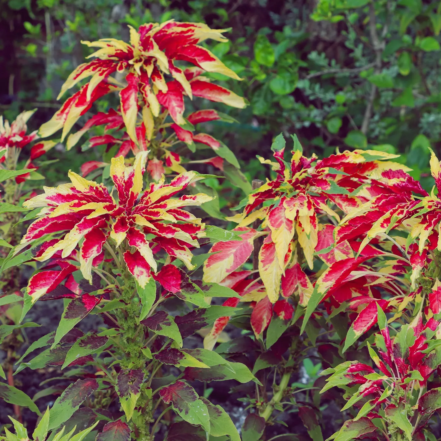 Essbare Amaranth 'Garden Select' - Bunt ernten, einfach kochen