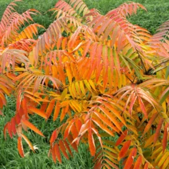 Essigbaum - Feuerrotes Laub im Herbst