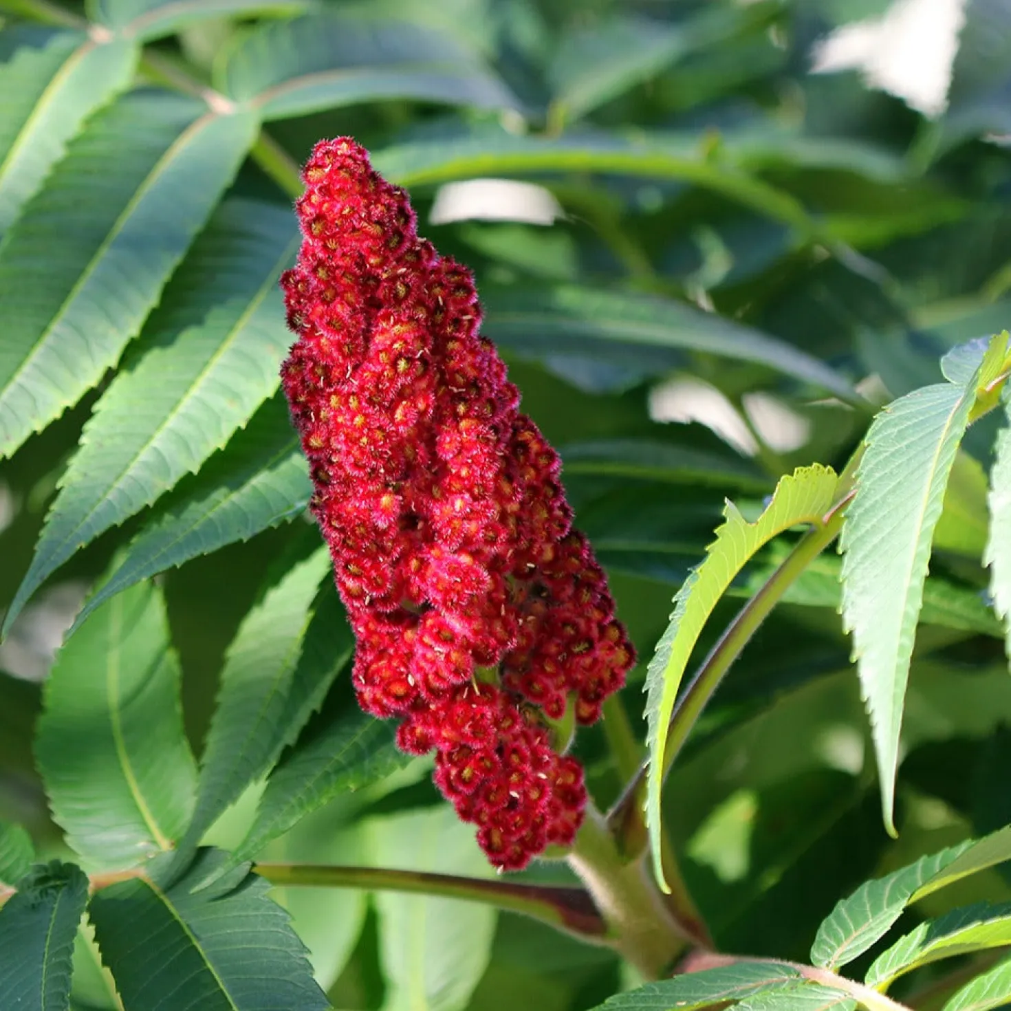 Essigbaum - Feuerrotes Laub im Herbst