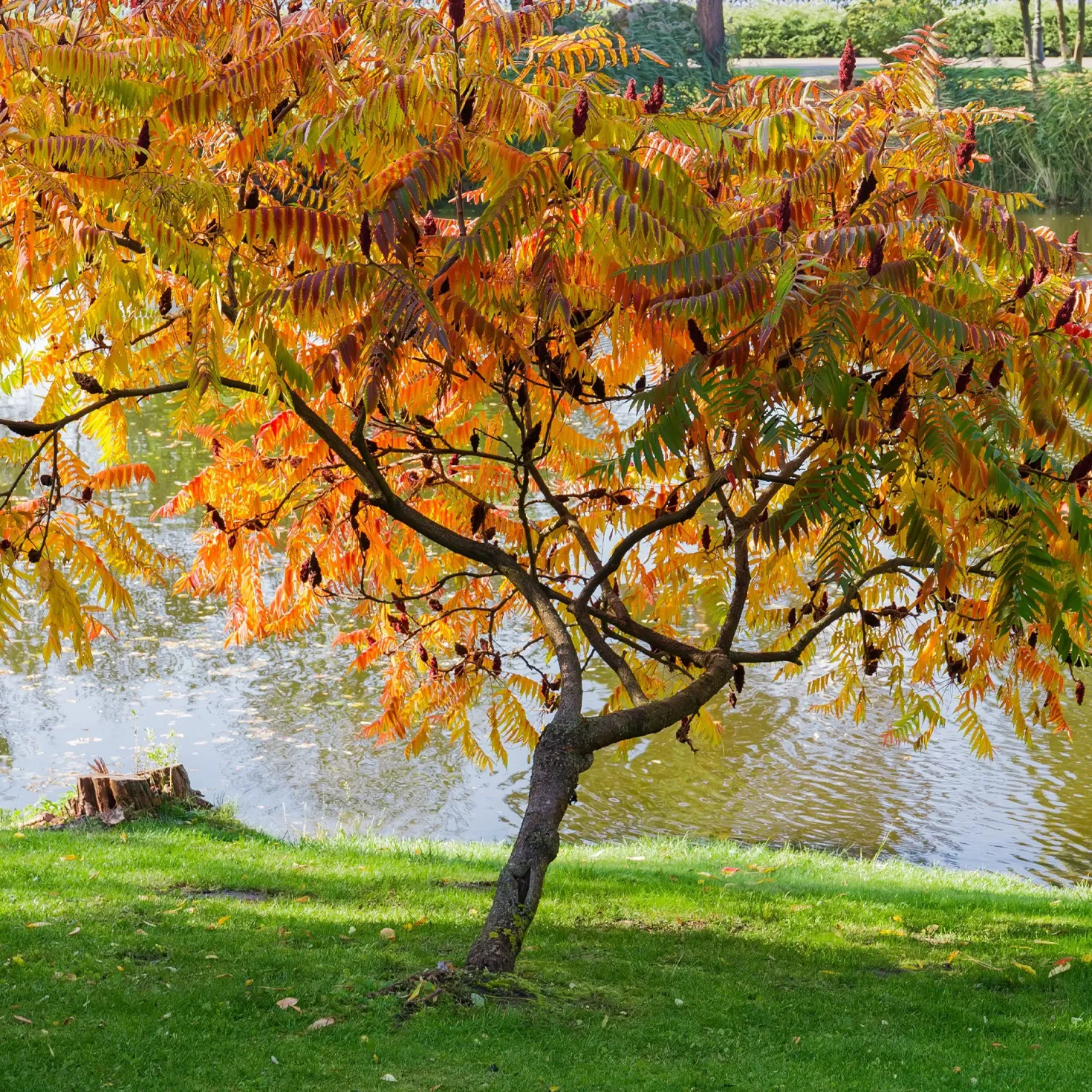 Essigbaum - Feuerrotes Laub im Herbst