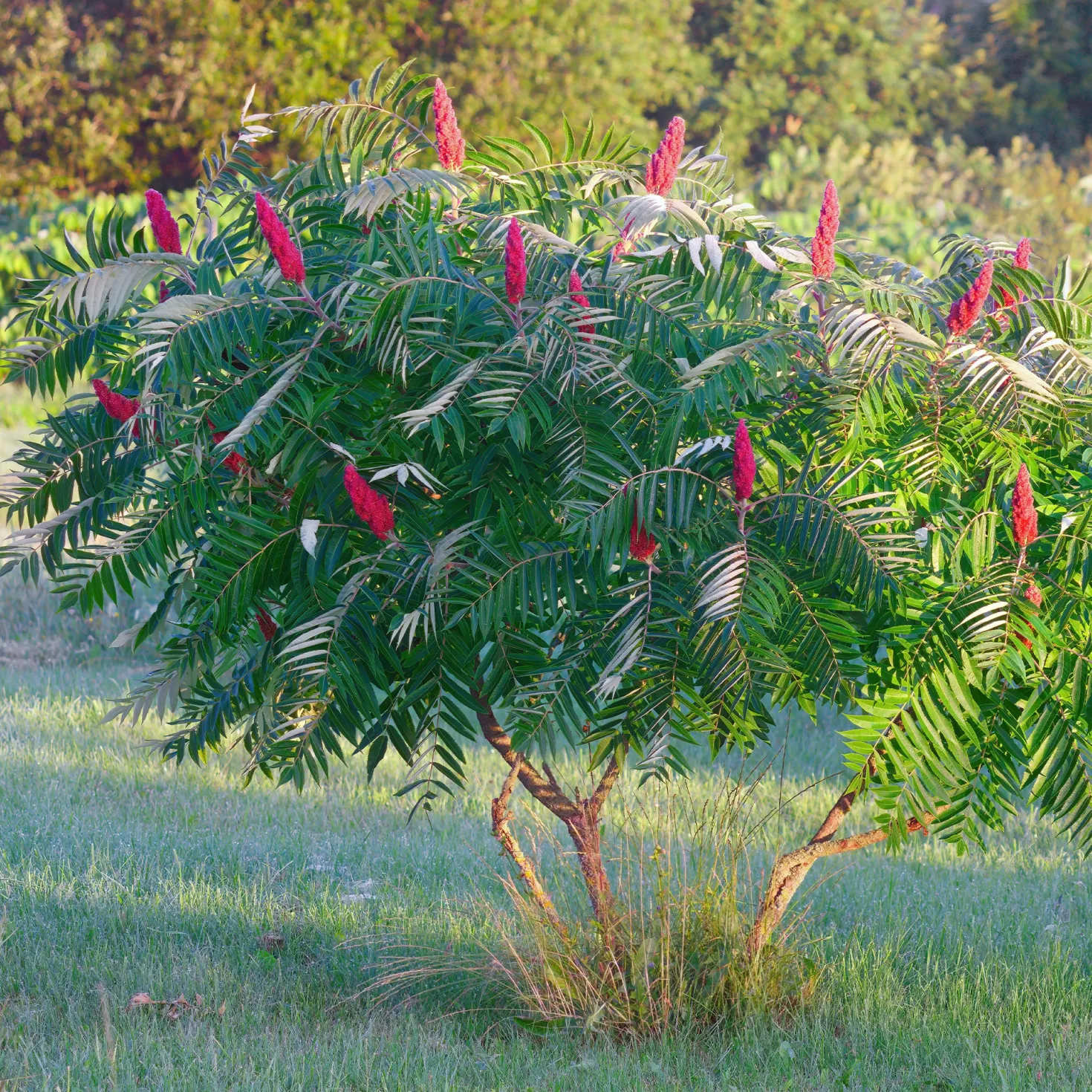 Essigbaum - Feuerrotes Laub im Herbst