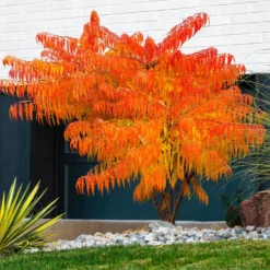 Essigbaum Tiger Eyes - Herbstfeuer für den Garten