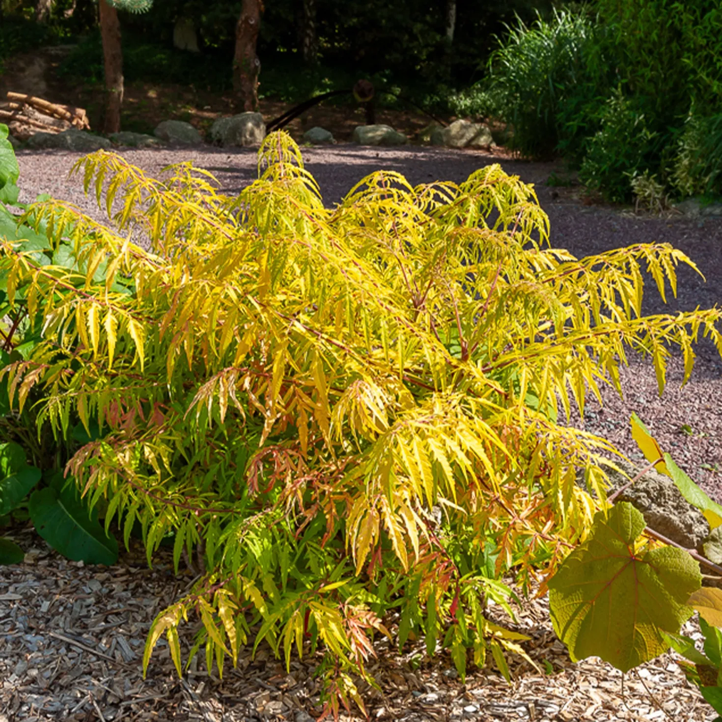 Essigbaum Tiger Eyes - Herbstfeuer für den Garten