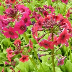 Etagen-Schlüsselblume 'Millers Crimson' - Farbe für feuchte Ecken