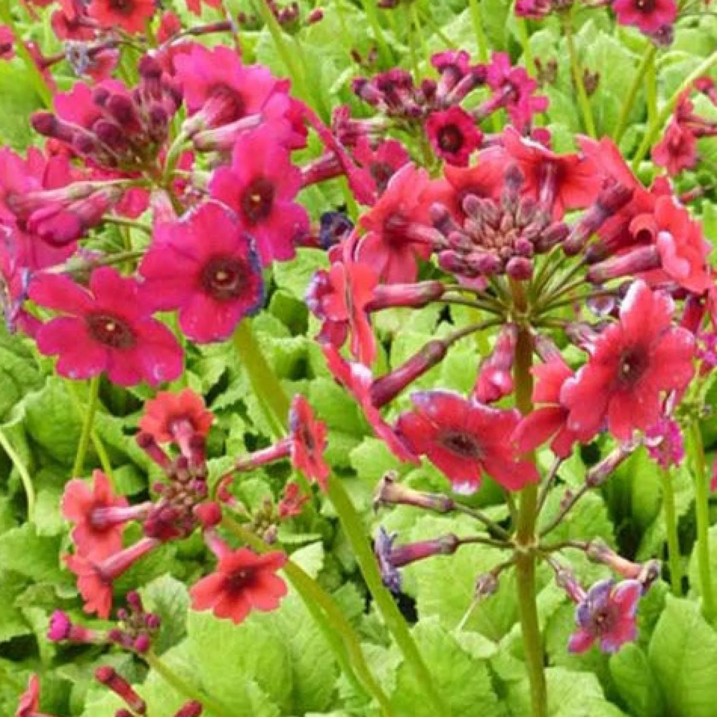 Etagen-Schlüsselblume 'Millers Crimson' - Farbe für feuchte Ecken