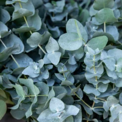 Eukalyptus Baby Blue - Silberblaues Laub sofort