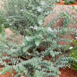Eukalyptus Baby Blue - Silberblaues Laub sofort