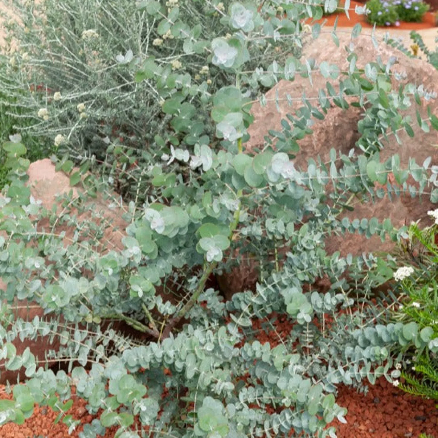 Eukalyptus Baby Blue - Silberblaues Laub sofort