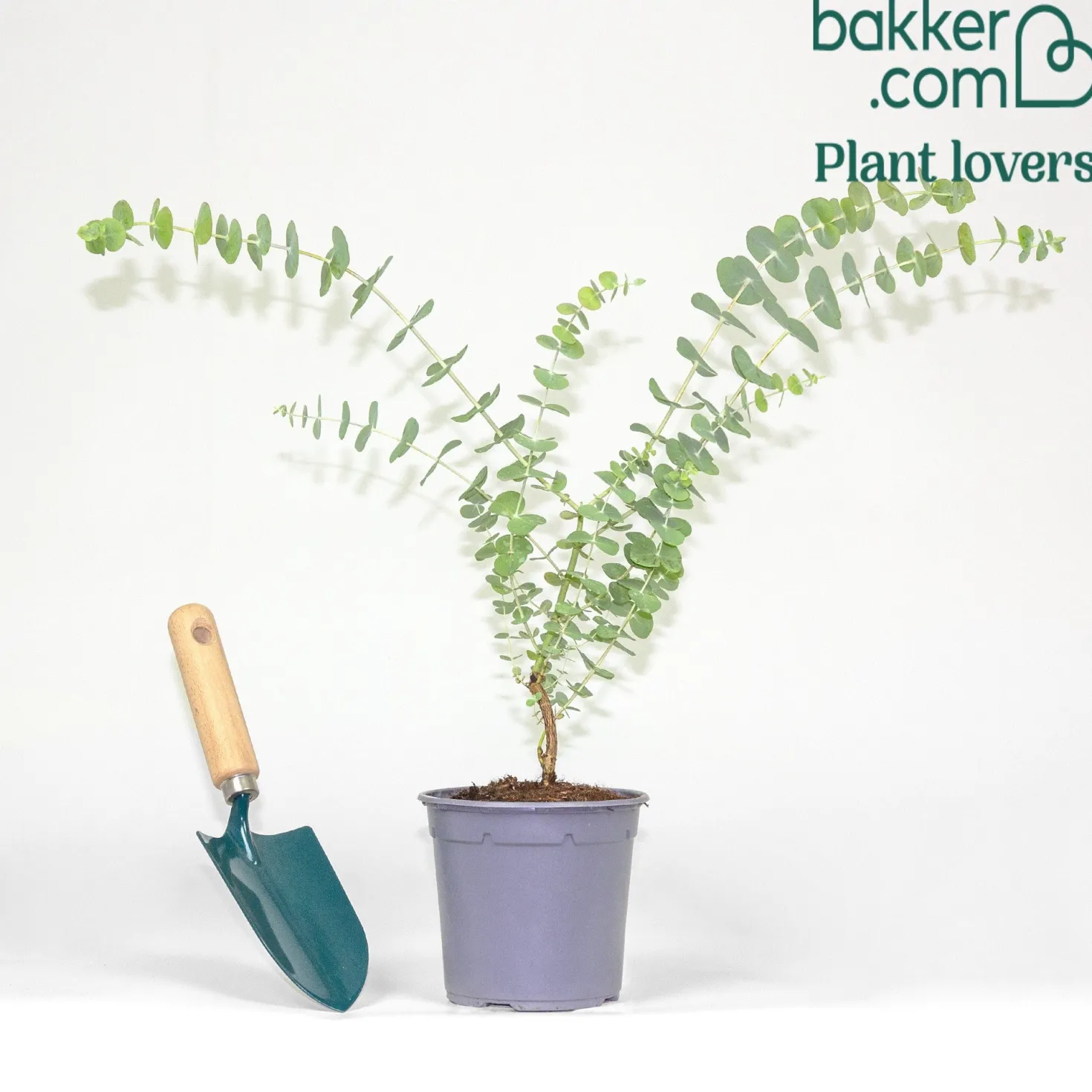 Eukalyptus Baby Blue - Silberblaues Laub sofort
