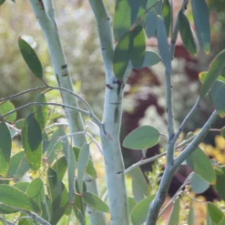 Eukalyptus Blue Ice - Silberblaues Laub, sofort da