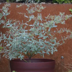 Eukalyptus France Bleu ® Rengun - Blaues Laub das duftet