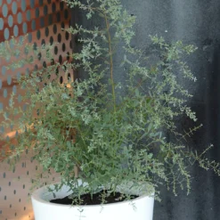 Eukalyptus France Bleu ® Rengun - Blaues Laub das duftet