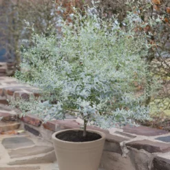 Eukalyptus France Bleu ® Rengun - Blaues Laub das duftet