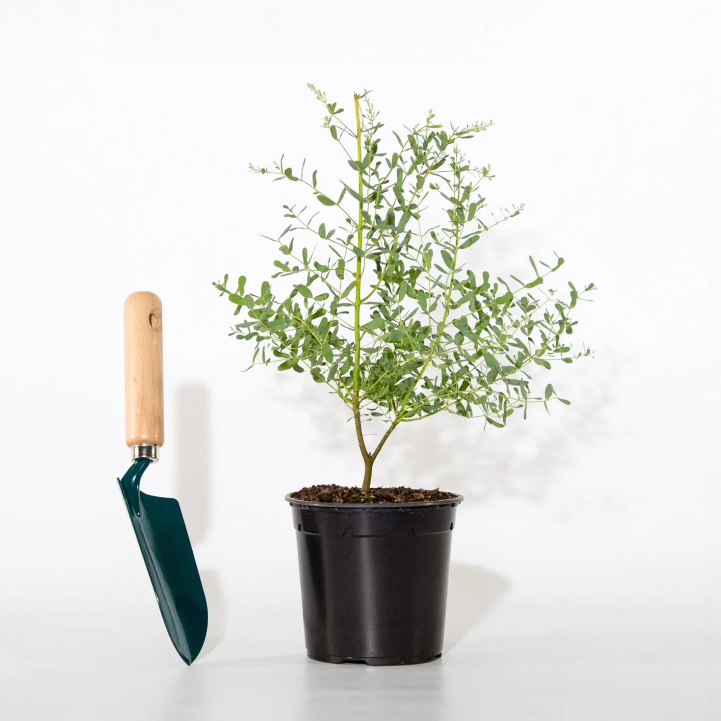 Eukalyptus France Bleu ® Rengun - Blaues Laub das duftet