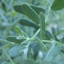 Eukalyptus France Bleu ® Rengun - Blaues Laub das duftet