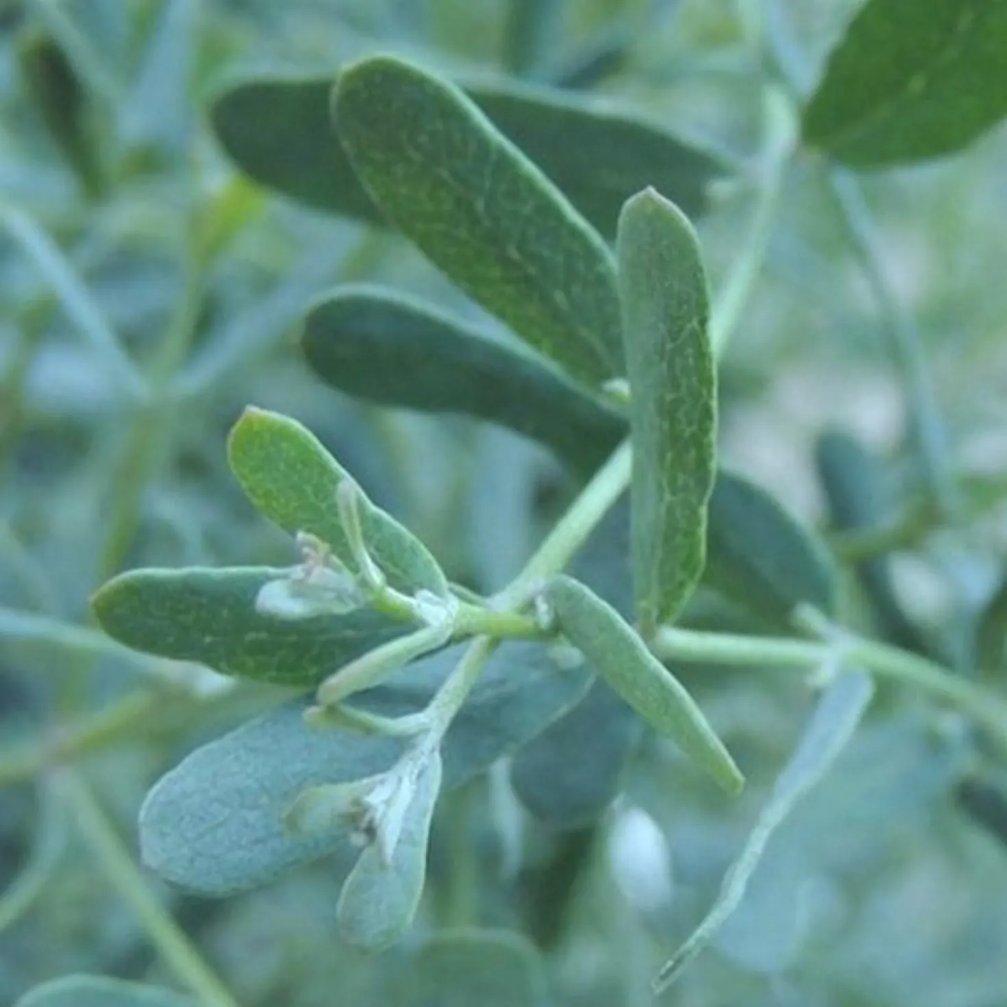 Eukalyptus France Bleu ® Rengun - Blaues Laub das duftet