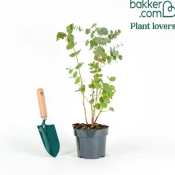 Eukalyptus Silver Dollar - Silberlaub das sofort begeistert