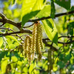Europäische Hopfenbuche - Robuste Hecke, leicht gepflanzt