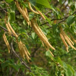 Europäische Hopfenbuche - Robuste Hecke, leicht gepflanzt