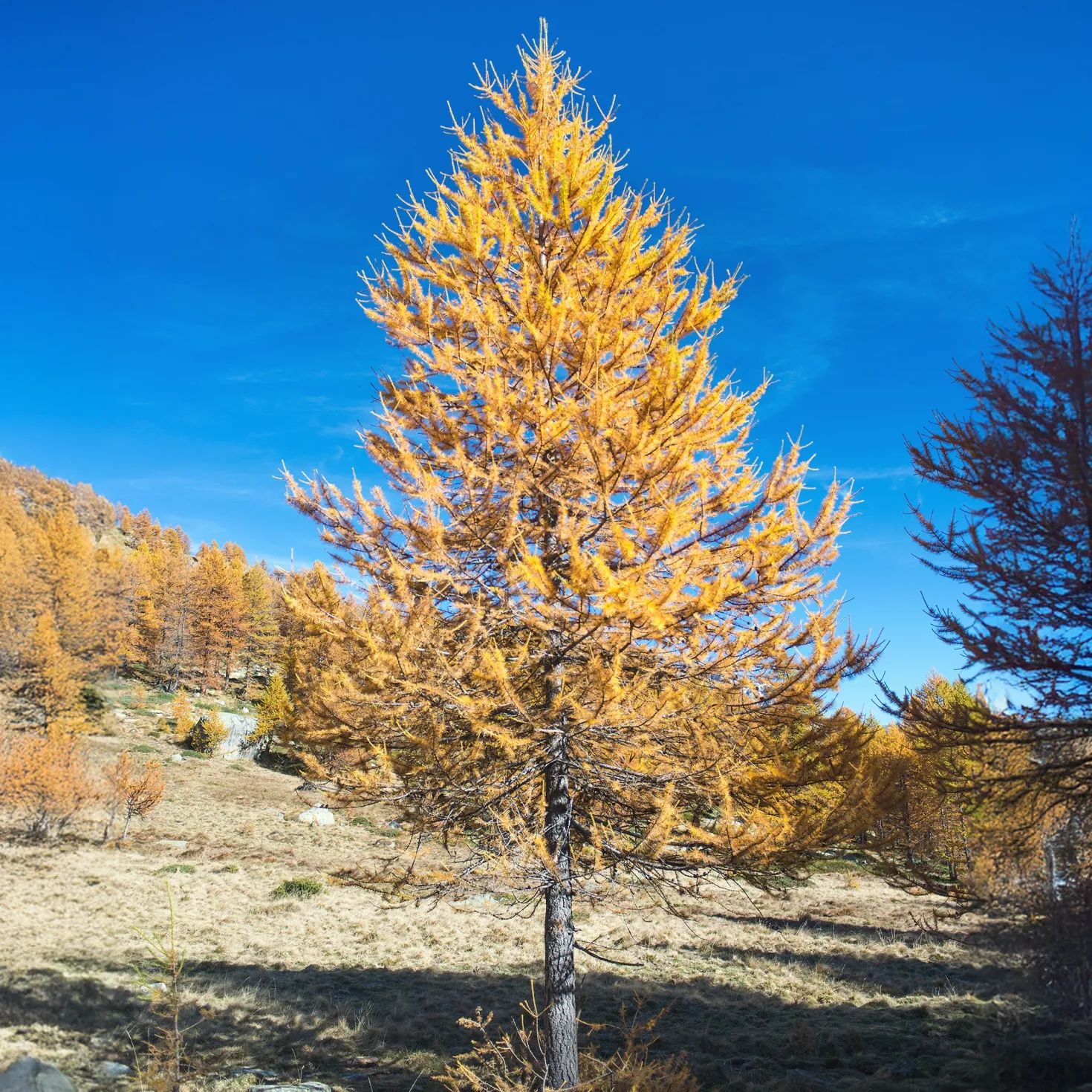 Europäische Lärche - Goldgelb im Herbst
