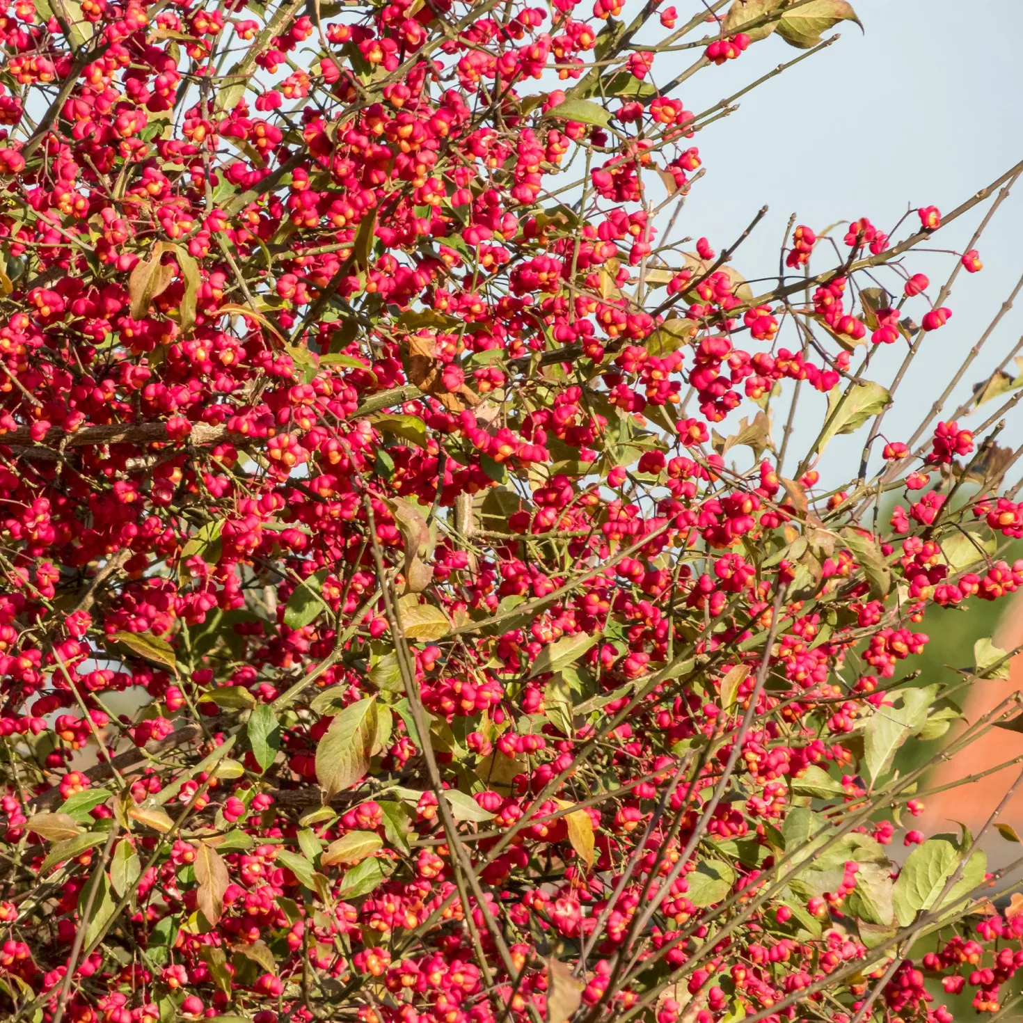 Europäische Pfaffenhütchen - Rosa Herbstzauber im Garten