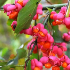 Europäische Pfaffenhütchen - Rosa Herbstzauber im Garten