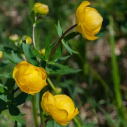 Europäische Trollblume - Sonnengelb für feuchte Ecken