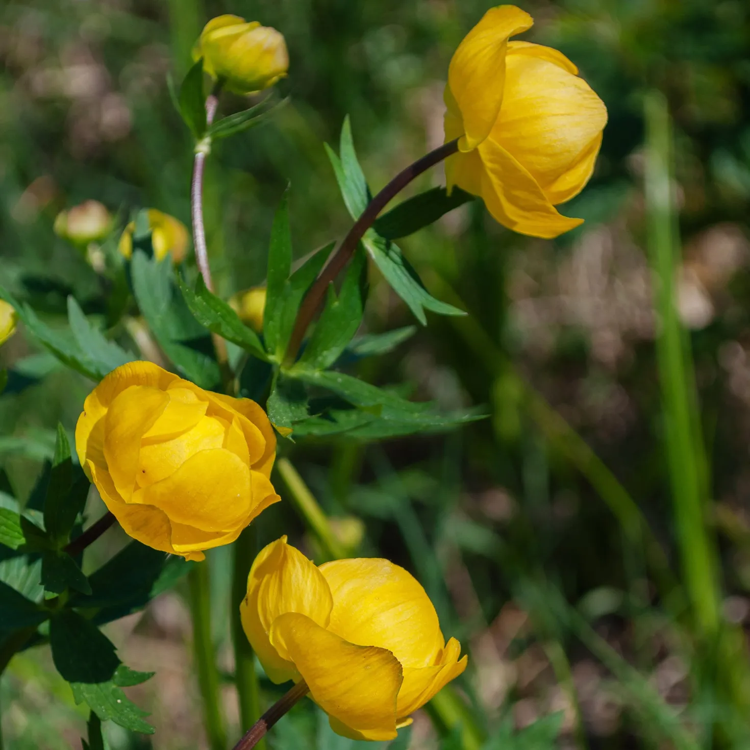 Europäische Trollblume - Sonnengelb für feuchte Ecken