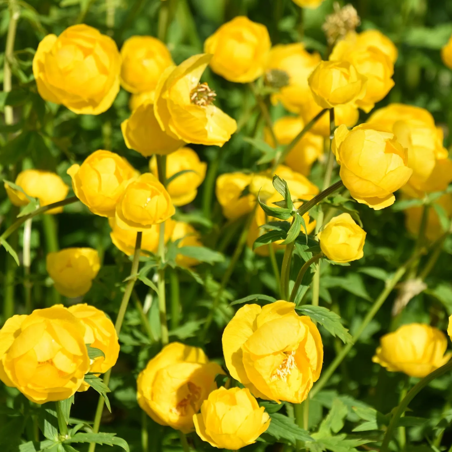 Europäische Trollblume - Sonnengelb für feuchte Ecken