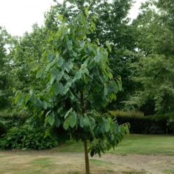 ??? - Exotik direkt aus dem Garten