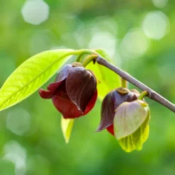??? - Exotik direkt aus dem Garten