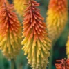 Fackellilie (x5) - Feurige Blüten den ganzen Sommer