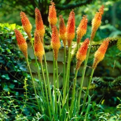 Fackellilie (x5) - Feurige Blüten den ganzen Sommer