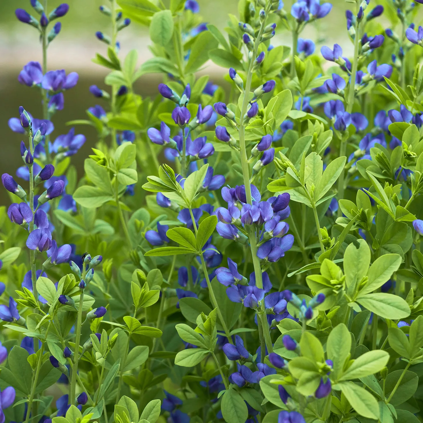 Falscher Indigo - Blaue Blüten ganz einfach