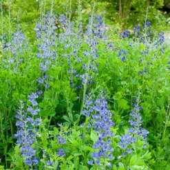 Falscher Indigo - Blaue Blüten ganz einfach