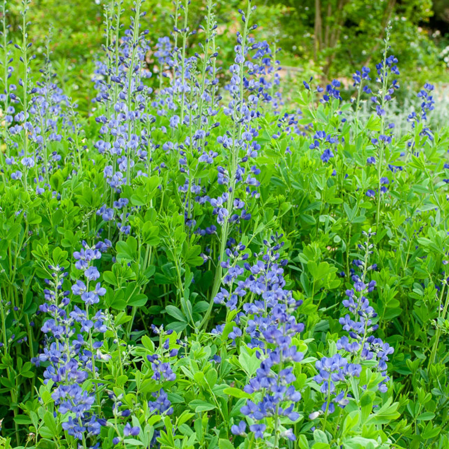 Falscher Indigo - Blaue Blüten ganz einfach
