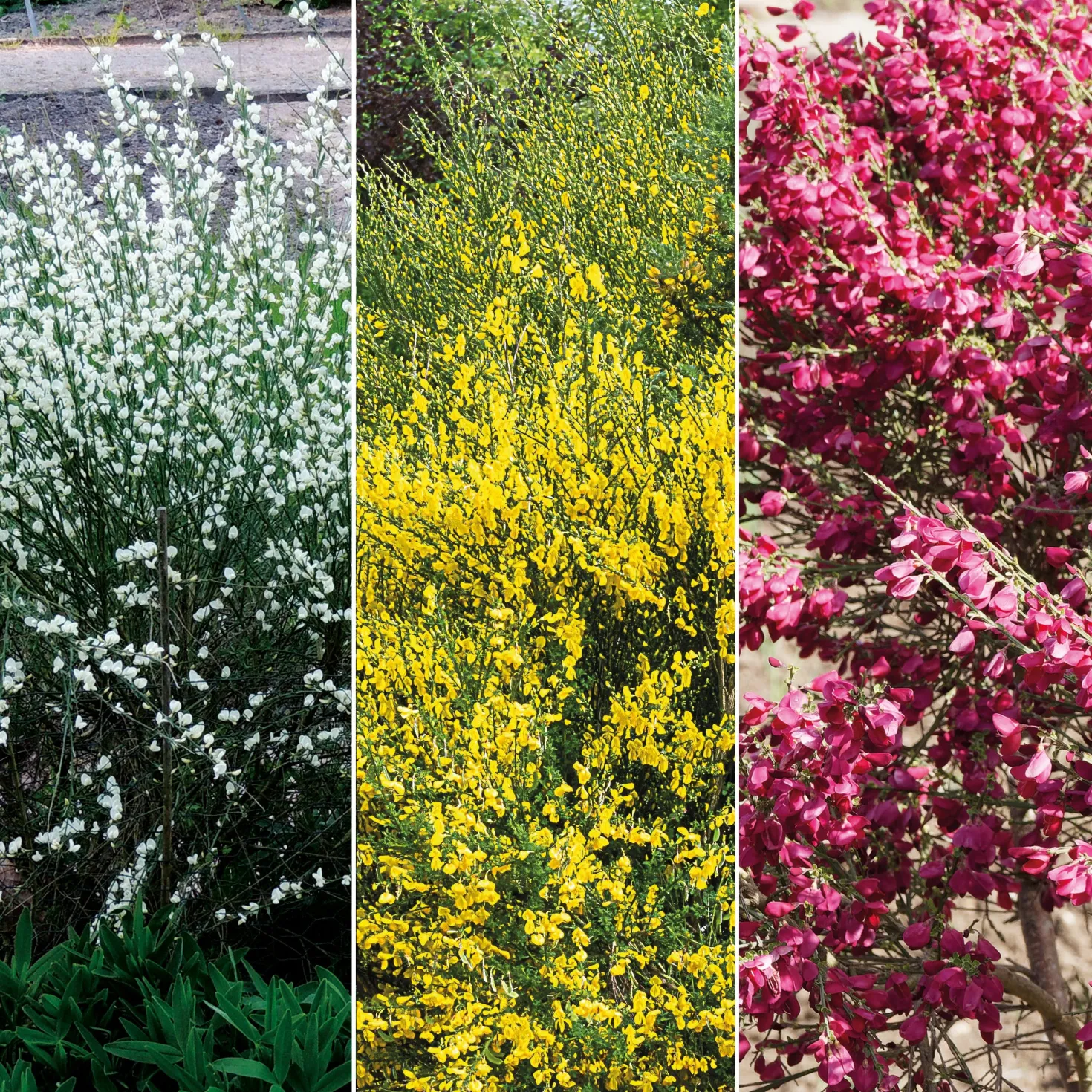 Farben Ginsterhecke weiß, rot und gelb (x3) - Farbenpracht in Gelb & Rot