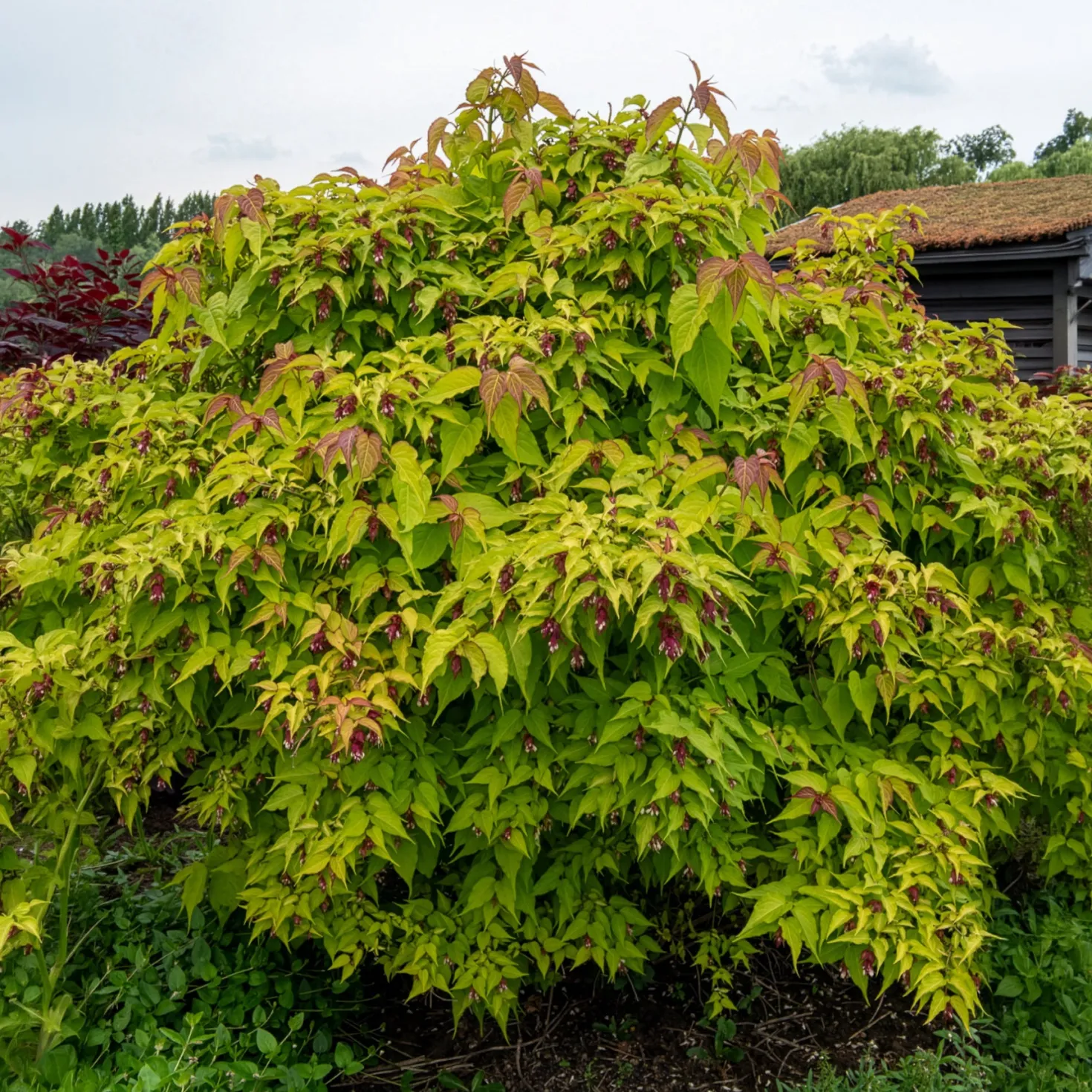 Fasanenstrauch Golden Lanterns - Goldlaub trifft Laternen