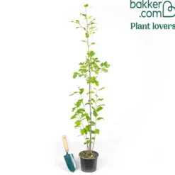 Faulbaum - Vogelmagnet für den Garten