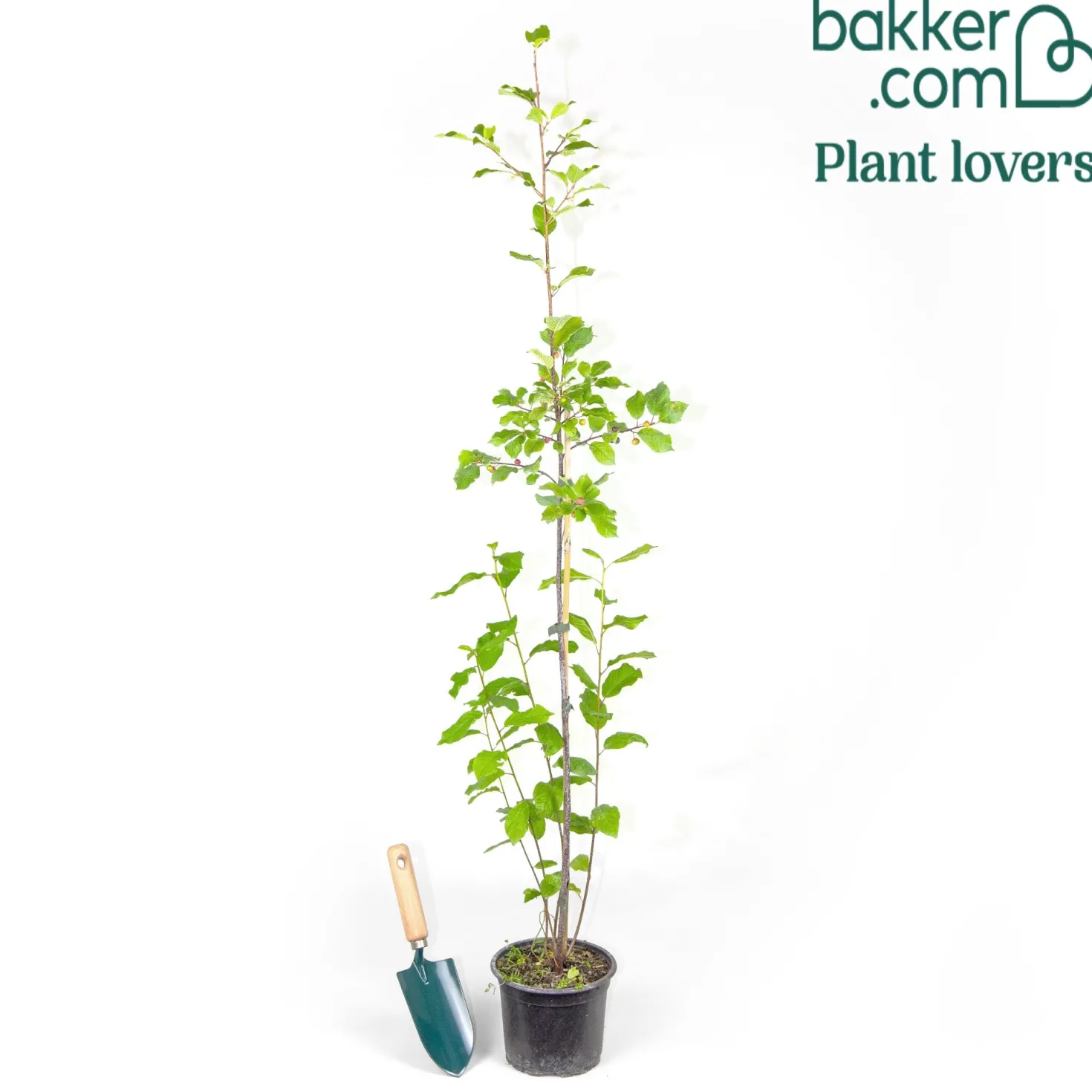 Faulbaum - Vogelmagnet für den Garten