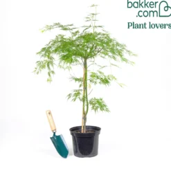 Fächerahorn 'Emerald Lace' - Filigranes Laub sofort