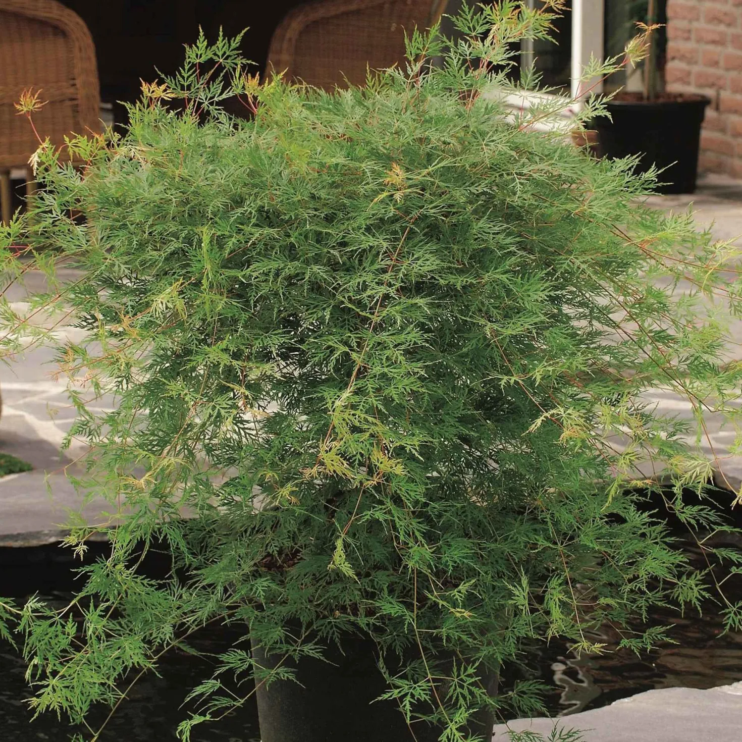 Fächerahorn 'Emerald Lace' - Filigranes Laub sofort