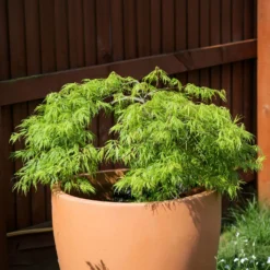 Fächerahorn 'Emerald Lace' - Filigranes Laub sofort
