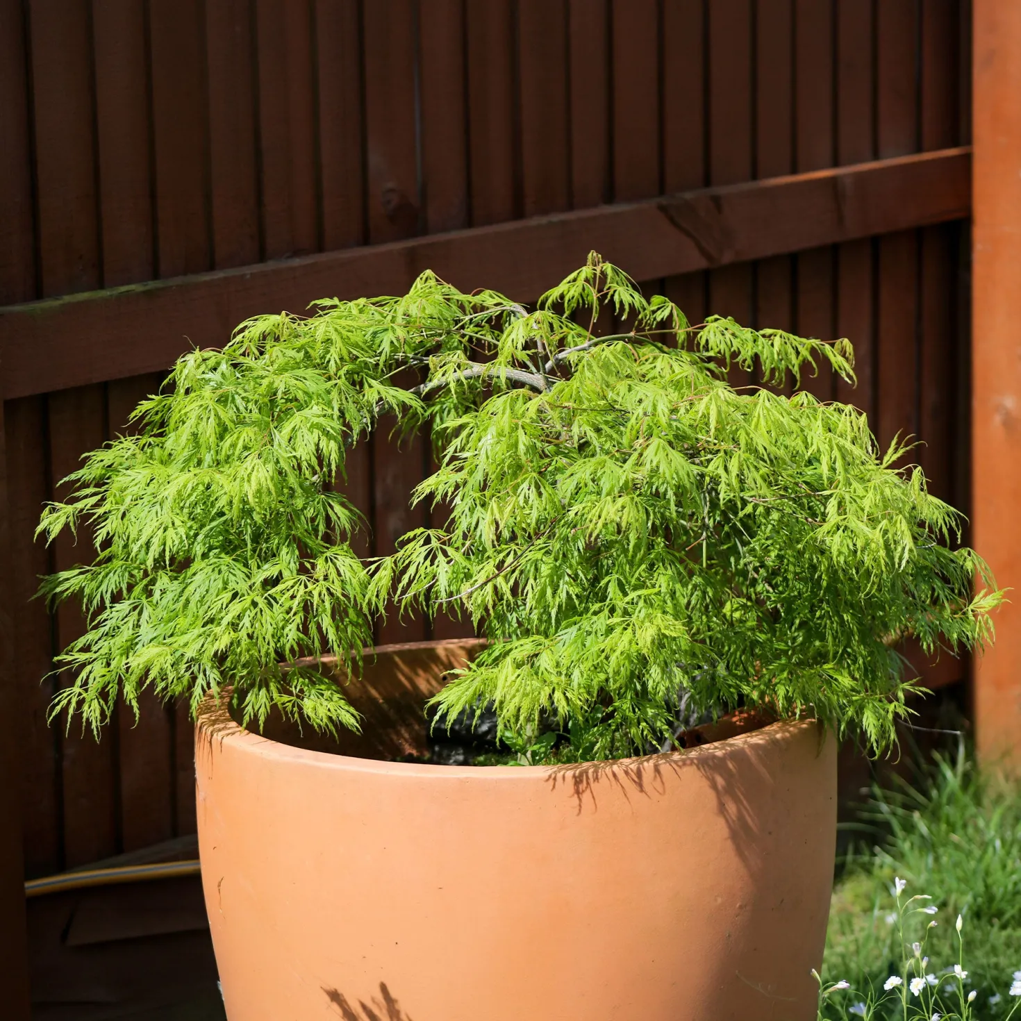 Fächerahorn 'Emerald Lace' - Filigranes Laub sofort