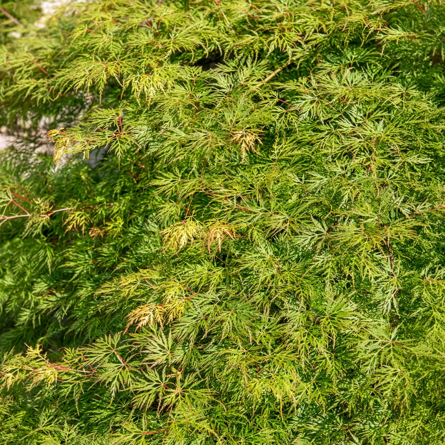 Fächerahorn 'Emerald Lace' - Filigranes Laub sofort