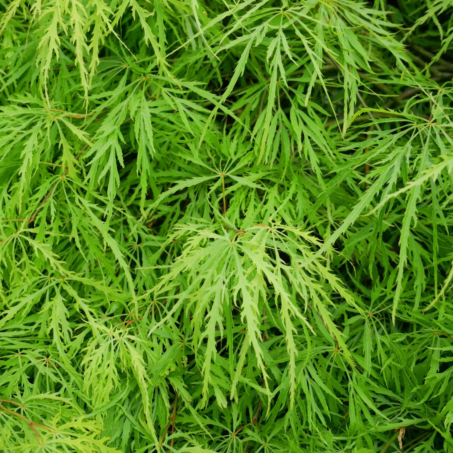 Fächerahorn 'Emerald Lace' - Filigranes Laub sofort