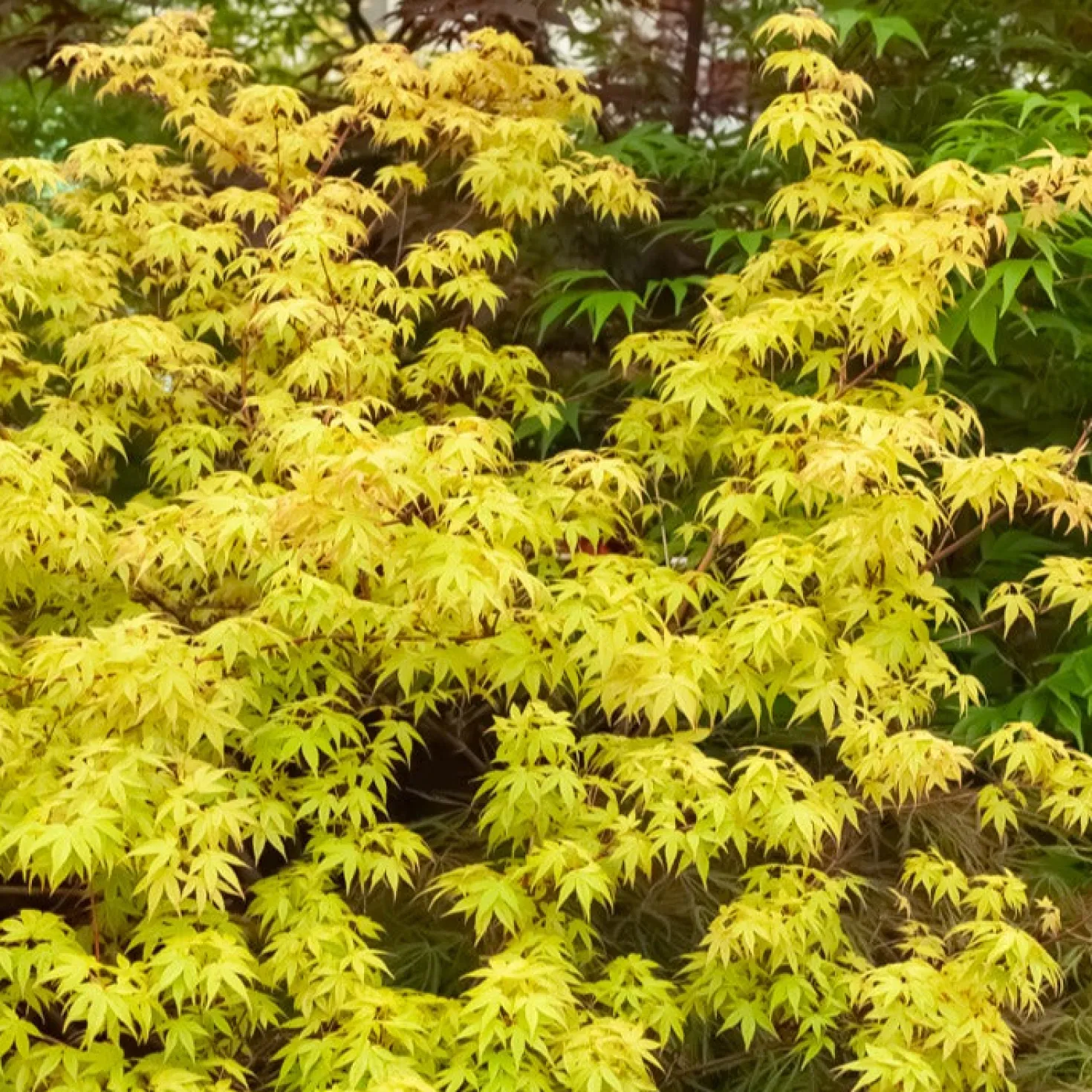 Fächerahorn 'Katsura' - Frühling in Orange