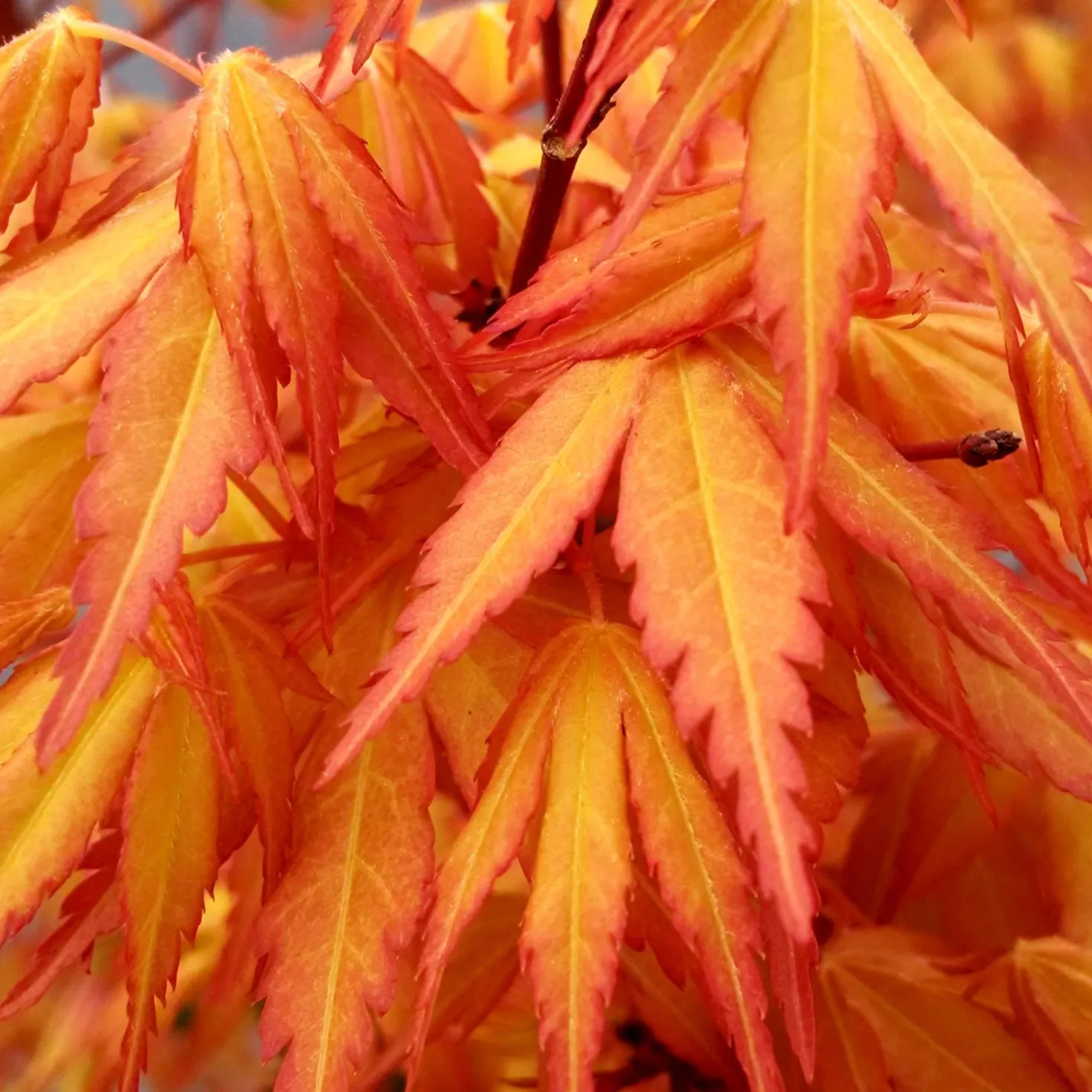 Fächerahorn 'Katsura' - Frühling in Orange