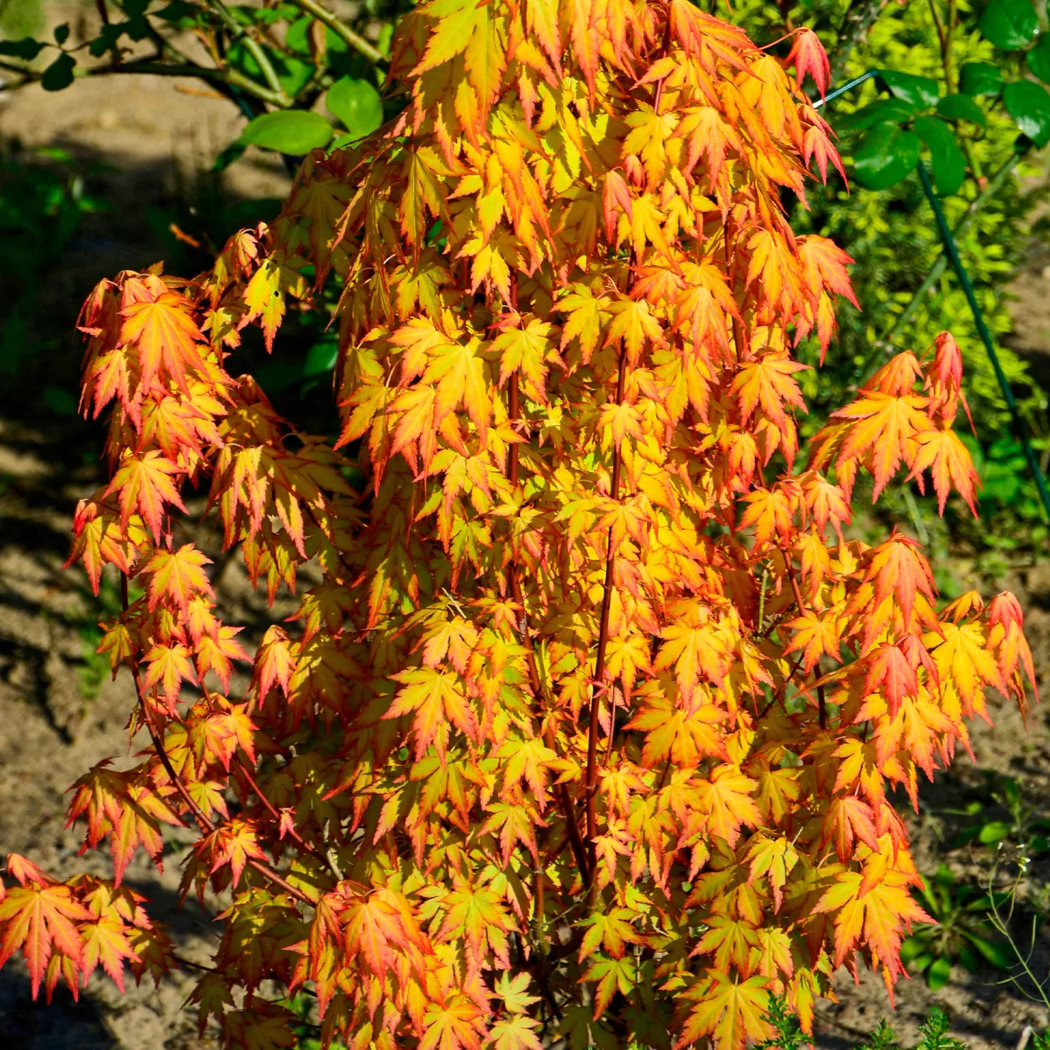 Fächerahorn 'Katsura' - Frühling in Orange