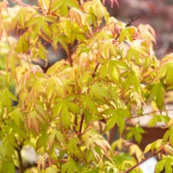 Fächerahorn 'Katsura' - Frühling in Orange